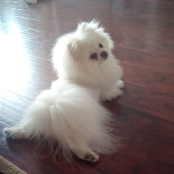 Meet your Posher, Asia - Picture 1 of 1